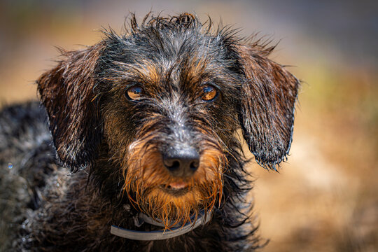 Retrato frontal de perro de pelo duro mojado mirando a c&aacute;mara

Categor&iacute;a:
