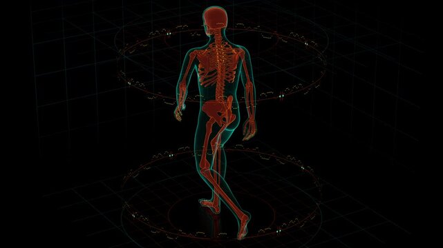 Medical seamless loop of a glowing human skeleton walking. Abstract wireframe anatomical figure moving on a digital grid background, creative concept for health, biotechnology and sci-fi medicine