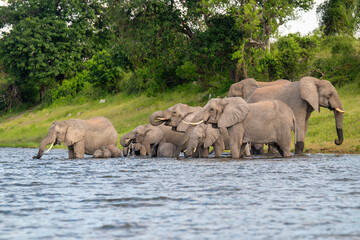 Fototapeta premium African bush elephants drinking from the Chobe River