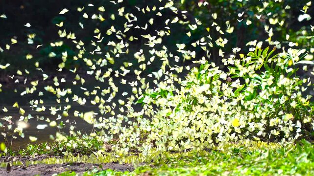 A group of beautiful yellow butterflies flying and perched to eat food and mineral water on the floor outdoors in the natural forest. Beauty in nature of butterfly species in Thailand in the wildlife.