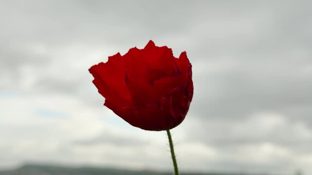 A single red poppy flower stands firm against a strong outdoor breeze. The dramatic, moody scene captures a feeling of fragile persistence under a heavy, overcast summer sky.