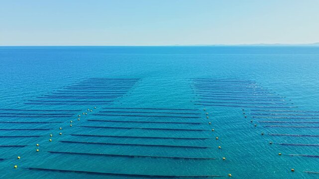 Rows of floating lines are seen in clear blue water where mussels are farmed. The sun shines brightly over the ocean. This farm is set in a coastal area.