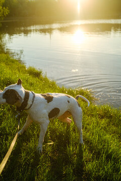 Dog Shakes Off After Swimming In Pond