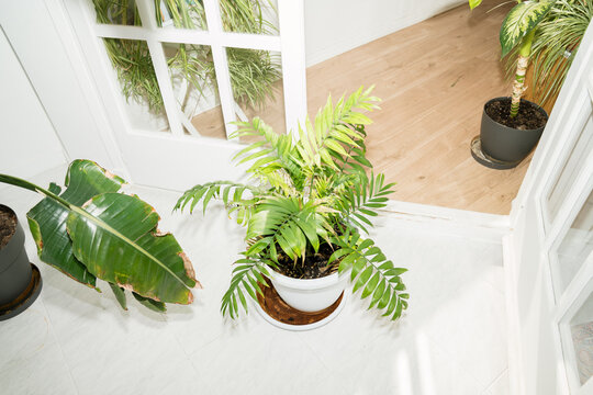 Gardening woman caring for houseplants on balcony in sunlight