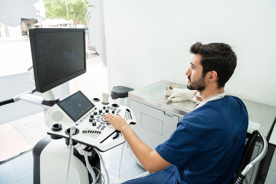 Veterinarian performing ultrasound on cat in clinic