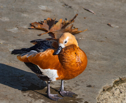 A ruddy shelduck (ruddy duck) stands on the shore, preening its bright orange feathers against a background of gray concrete and a dry autumn sycamore leaf under the sun.