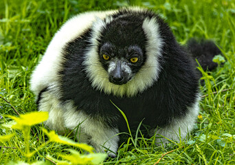 Black-and-white ruffed lemur (Varecia variegata) with distinctive fur pattern © Ludovic