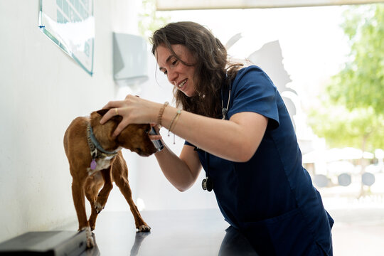 Veterinarian examining dog's ear with otoscope