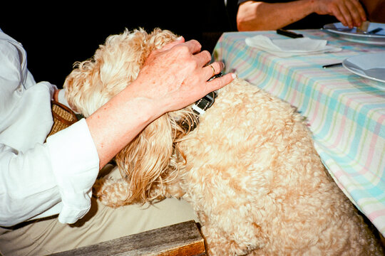 Woman Petting Labradoodle