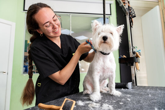 Professional groomer cutting a white westie dog's hair