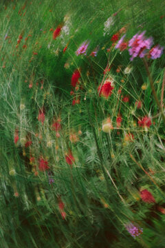 Flowers sway in the wind on a warm summer day in a field