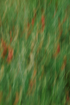 Bright flowers spread across green grass in a field on a sunny day