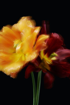 Bright moving tulips on a dark background