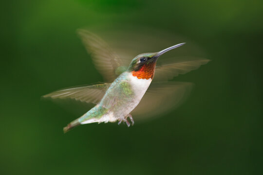 Hummingbird Motion