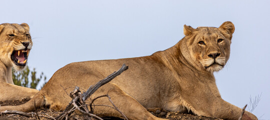 A few lionesses in the wild © Patricia BC