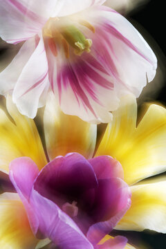 Vibrant close-up of flower colors