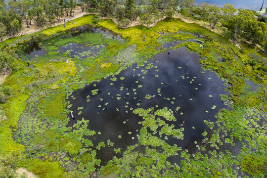 Green vegetation and algae floating on a riverside waterhole