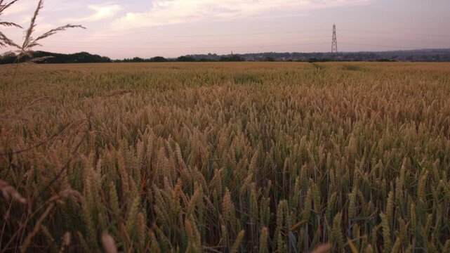 Ripe golden wheat crop plants fields in farmland countryside 