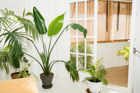 Gardening woman caring for houseplants on balcony in sunlight