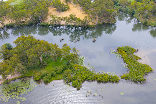 Gumtrees and green vegetation on a small island on an inland river