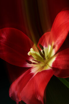 Red tulip blooming on a dark background