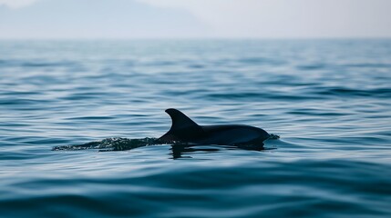 Fototapeta premium A graceful dolphin silhouette emerges across the crystal clear tropical sea surface evoking a sense of quiet marine conservation and wonder