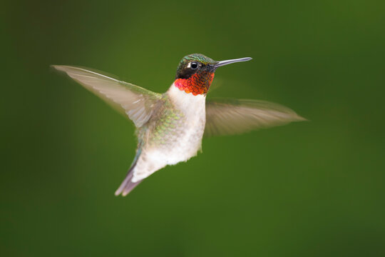 Ruby-throated Hummingbird in flight