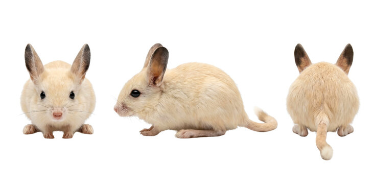 Three views of lying long-eared jerboa isolated on transparent background.