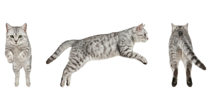 Three views of jumping silver tabby cat isolated on transparent background.