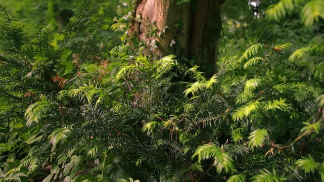 Pine leaves with old tree trunk in forest
