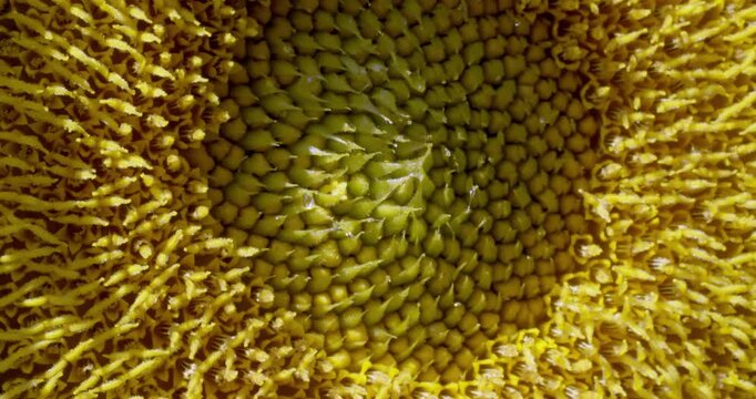 Feld of sunflowers in summer time