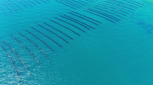Workers are managing a mussel farm in clear water. Long lines are set up for growing mussels. Yellow markers indicate the rows in the water. Activity takes place under bright sunlight.