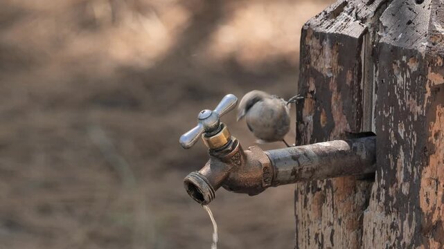 Small birds are drinking water from a tap in the park.