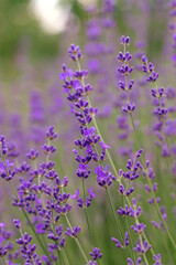 Obraz premium Close-up of lavender flowers blooming in a field
