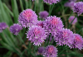 Fototapeta premium Purple chives flowers texture background