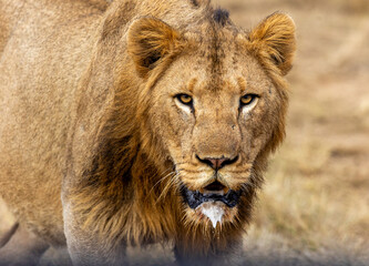 Close-up of Young Lion © Patricia BC