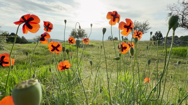 Vibrant poppies with dark centers sway in a lush green meadow under a soft, golden sky. This gentle scene feels calm and joyful, perfectly capturing the peaceful essence of a spring afternoon.