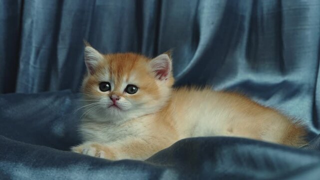 Funny little British golden chinchilla kitten lying on blanket and curiously looking around. Adorable fluffy pet, cozy home atmosphere and cute domestic lifestyle concept.