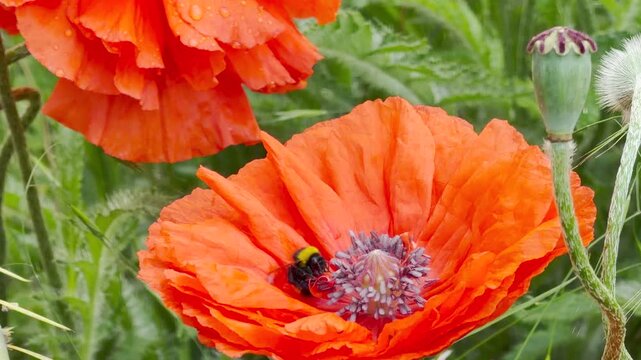 A fuzzy bumblebee lands on a bright, ruffled orange poppy to collect pollen. This close-up view radiates a joyful, energetic feeling, highlighting the beautiful and essential dance of life in nature.