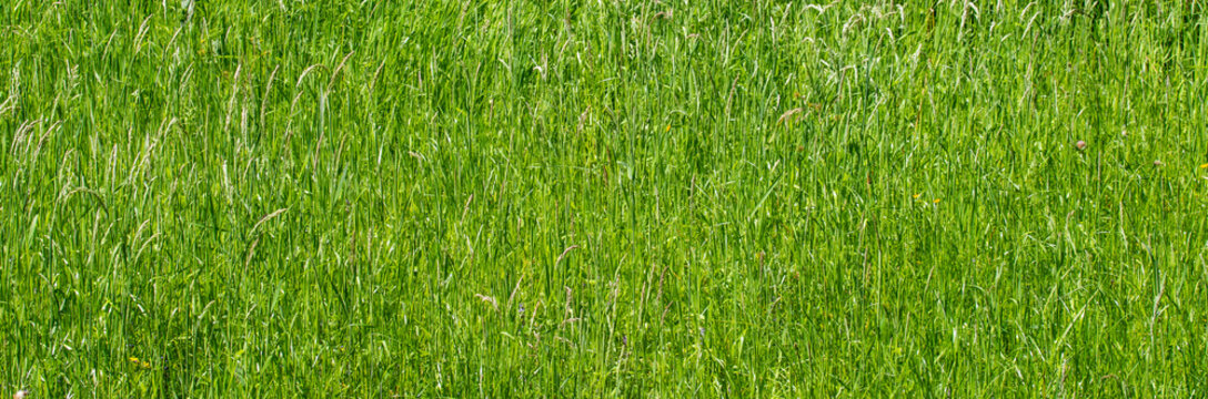 bright green reeds grass stalks pattern textured background for nature backdrop design	
