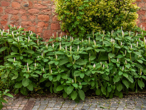 Bl&uuml;hende Kermesbeere vor einer Wand