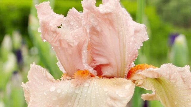 A delicate peach-colored iris flower catches fresh water droplets on its ruffled petals. The elegant blossom rests peacefully surrounded by lush green foliage during a soft rain shower.