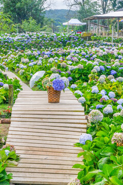 Hydrangea flower blooming in flower garden, Hydrangea macrophylla,purple and blue hydrangea bush a in full bloom.