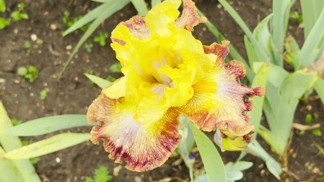 A beautiful yellow and ruffled maroon iris blooms during a soft rainfall. Tiny water droplets collect on its petals above the dark garden soil.