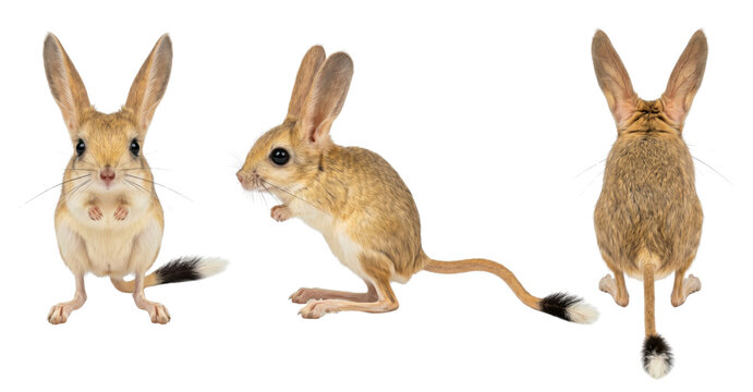 Sitting long-eared jerboa from three angles isolated on transparent background