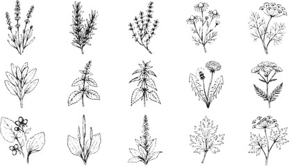 Fototapeta premium Black and white ink sketches of various wild herbs and field flowers arranged in a collection for botanical design projects and natural lifestyle branding