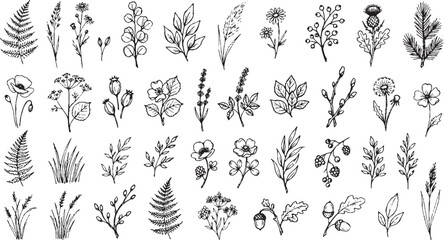 Comprehensive collection of hand drawn botanical sketches featuring various wild plants flowers leaves and herbs in black ink style on white background for organic design © DARK GRASS