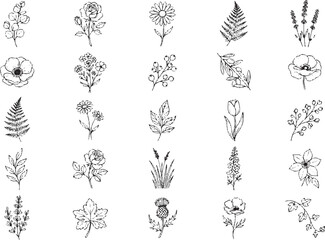 Collection of hand drawn botanical sketches featuring assorted meadow flowers ferns eucalyptus branches and spring herbs for organic graphic design and illustration © HexaFrame