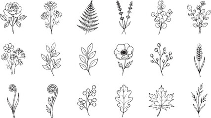 Set of detailed hand drawn botanical sketches featuring roses daisies lavender fern leaves and oak branches for elegant wedding stationery and organic branding © HexaFrame