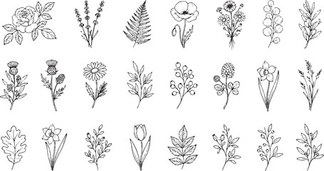 Collection of hand drawn botanical illustrations including roses lavender fern leaves wildflowers and berries isolated on white for natural design and graphic arts © HexaFrame